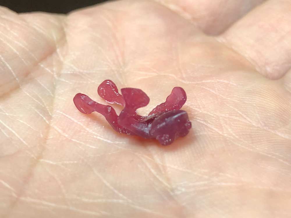 カエルのピアス原型２