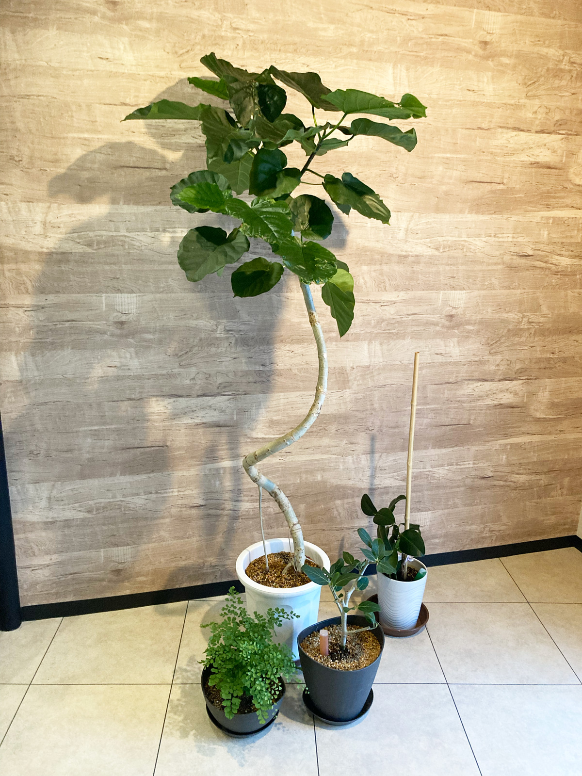 フィカスウンベラータとか