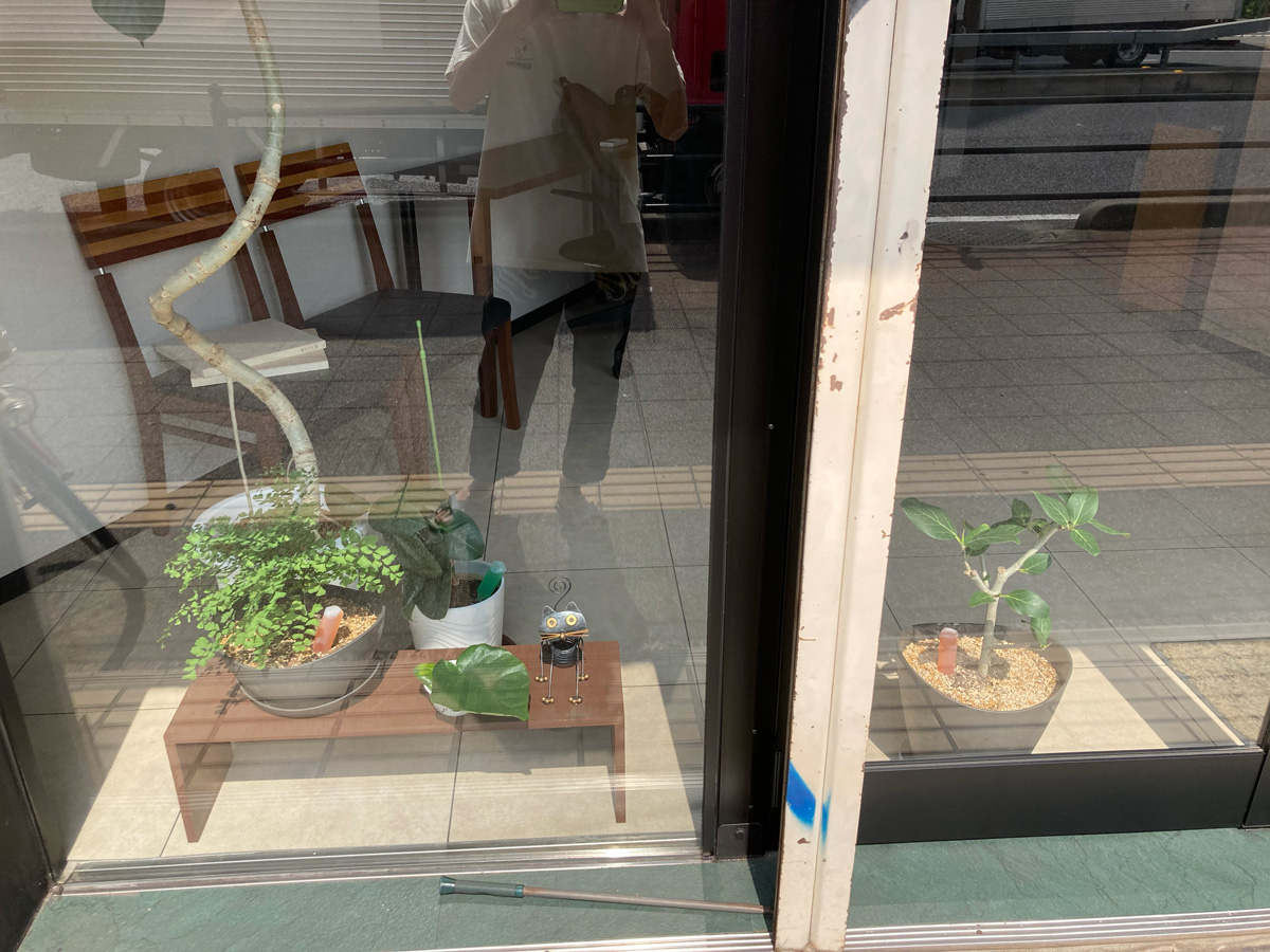 窓際に観葉植物