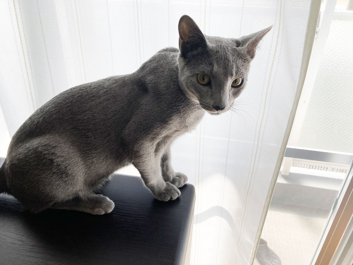 Panasonic Doltz 写真の邪魔をしに来たロシアンブルーのキキ