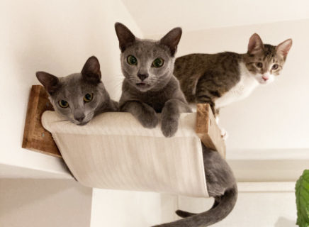 猫の爪研ぎどうしよか