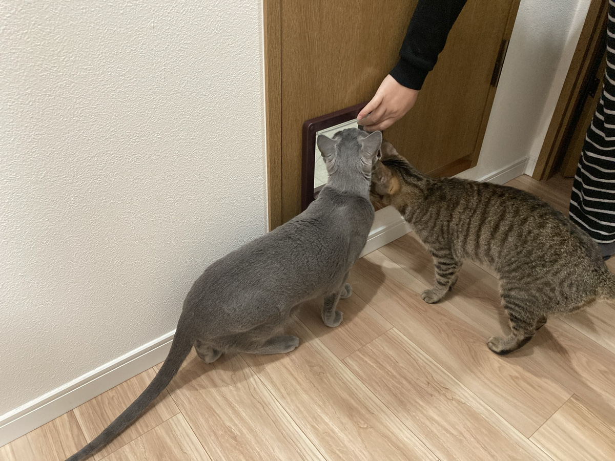 猫リフォーム 猫扉興味津々1